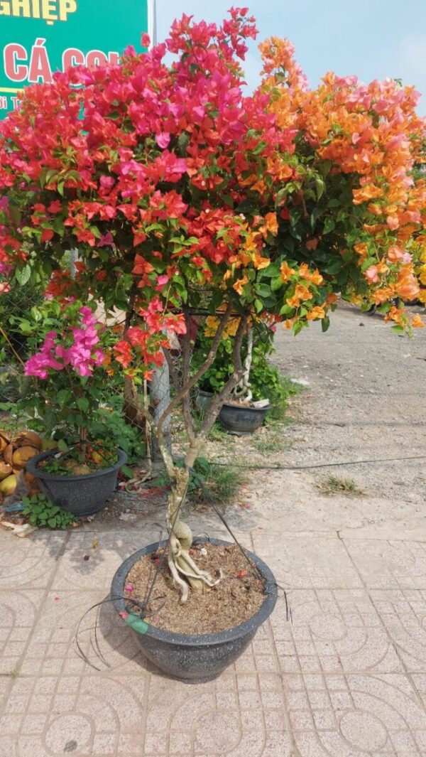 Hoa giấy bonsai trồng chậu ( hoa thái ngũ sắc nhiều màu ) Hoa giấy chậu 3