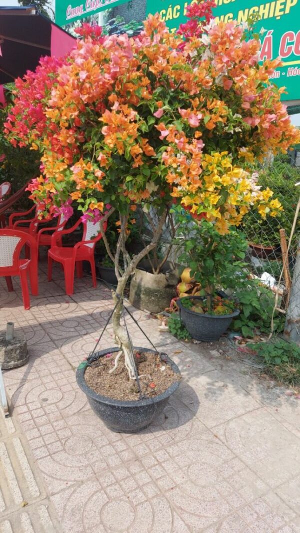 Hoa giấy bonsai trồng chậu ( hoa thái ngũ sắc nhiều màu ) Hoa giấy chậu 12