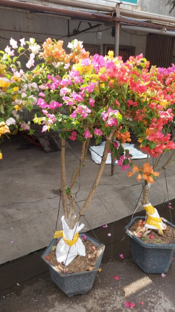 Hoa giấy bonsai trồng chậu ( hoa thái ngũ sắc nhiều màu ) Hoa giấy chậu 11