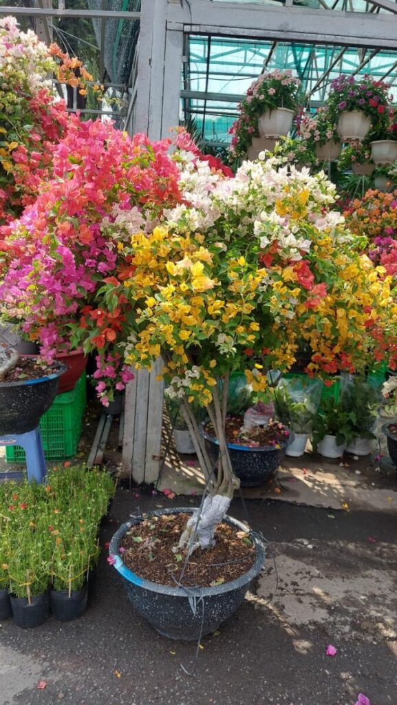 Hoa giấy bonsai trồng chậu ( hoa thái ngũ sắc nhiều màu )  
