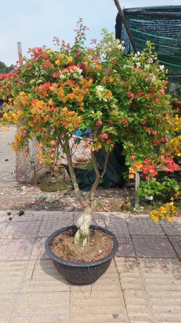 Hoa giấy bonsai trồng chậu ( hoa thái ngũ sắc nhiều màu ) Hoa giấy chậu 9