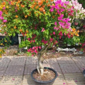 Hoa giấy bonsai trồng chậu ( hoa thái ngũ sắc nhiều màu ) Hoa giấy chậu