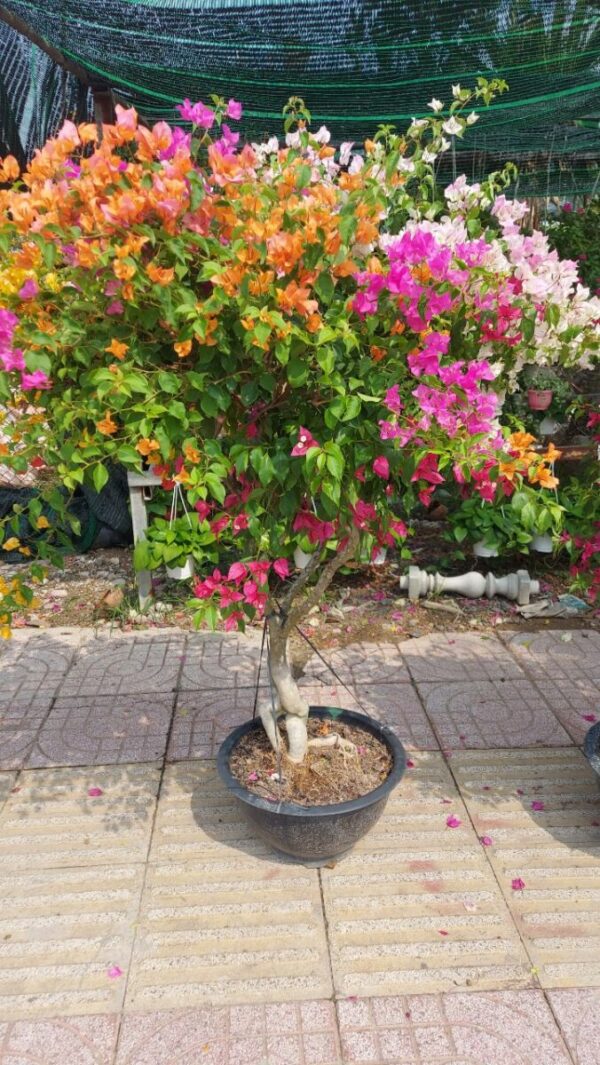 Hoa giấy bonsai trồng chậu ( hoa thái ngũ sắc nhiều màu ) Hoa giấy chậu 2