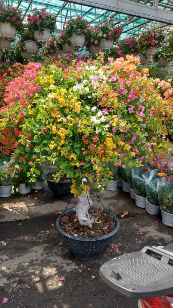Hoa giấy bonsai trồng chậu ( hoa thái ngũ sắc nhiều màu )  