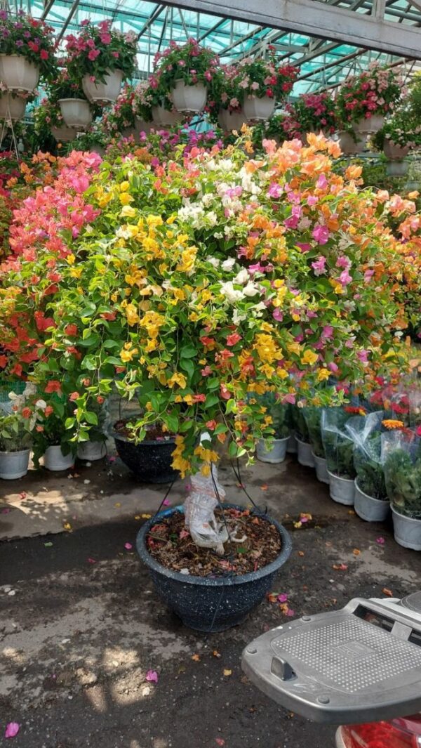 Hoa giấy bonsai trồng chậu ( hoa thái ngũ sắc nhiều màu ) Hoa giấy chậu 7