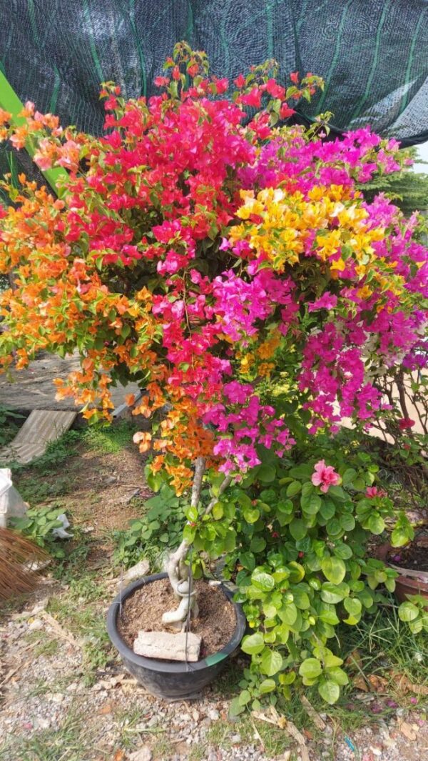 Hoa giấy bonsai trồng chậu ( hoa thái ngũ sắc nhiều màu ) Hoa giấy chậu 6