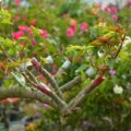 Vựa Hoa Giấy Miền Nam ghep-mau-cho-cay-hoa-giay-120x120 Có nên trồng hoa giấy trước nhà? Loại cây hoa giấy  