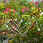 Vựa Hoa Giấy Miền Nam ghep-mau-cho-cay-hoa-giay-150x150 Dịch vụ ghép màu hoa giấy tận nhà - Mang sắc màu rực rỡ đến khu vườn của bạn Dịch vụ cắt tỉa cây Dịch vụ trồng cây hoa giấy  