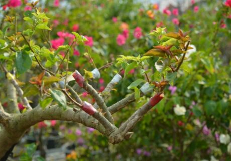 Dịch vụ ghép màu hoa giấy tận nhà - Mang sắc màu rực rỡ đến khu vườn của bạn Dịch vụ cắt tỉa cây Dịch vụ trồng cây hoa giấy  