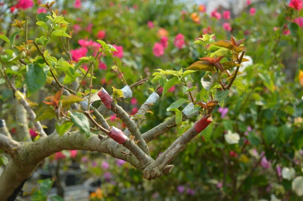 Dịch vụ ghép màu hoa giấy tận nhà - Mang sắc màu rực rỡ đến khu vườn của bạn Dịch vụ trồng cây hoa giấy Dịch vụ cắt tỉa cây  