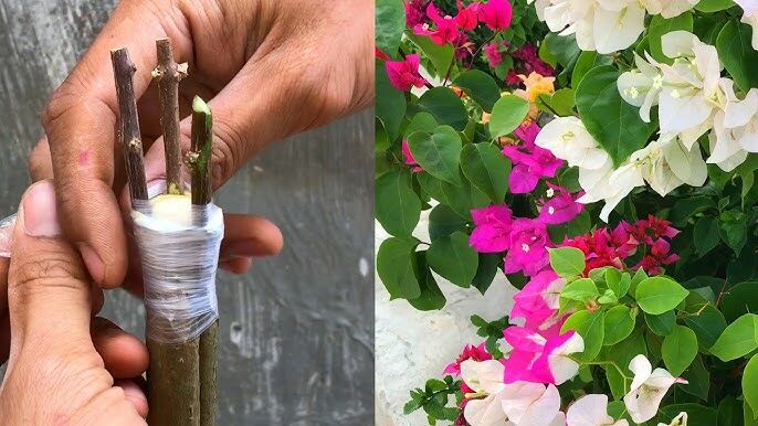 Vựa Hoa Giấy Miền Nam ghep-mau-hoa-giay-tan-nha Dịch vụ ghép màu hoa giấy tận nhà - Mang sắc màu rực rỡ đến khu vườn của bạn Dịch vụ cắt tỉa cây Dịch vụ trồng cây hoa giấy  