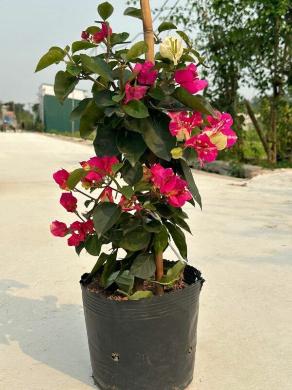 Vựa Hoa Giấy Miền Nam hoa-giay-doi-mau-an-do-1 Hoa giấy ấn độ ( hoa giấy đổi màu, chậu, cây giống, bonsai )  