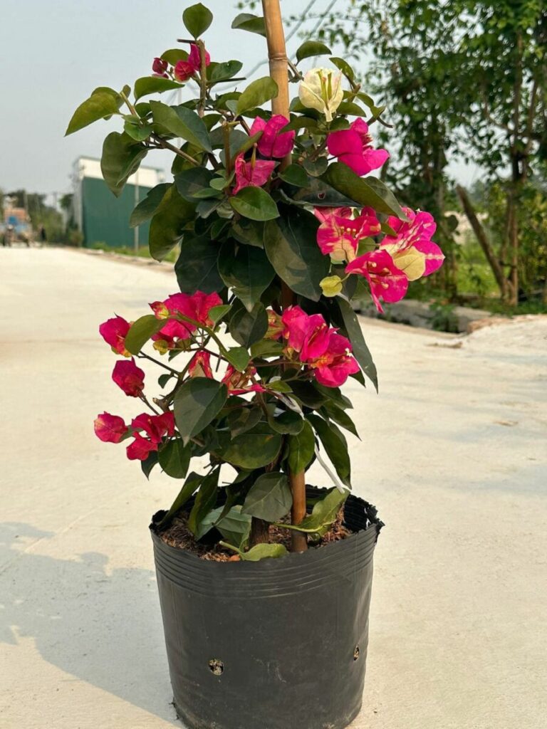 Vựa Hoa Giấy Miền Nam hoa-giay-doi-mau-an-do-1-768x1024 Hoa giấy ấn độ ( hoa giấy đổi màu, chậu, cây giống, bonsai )  