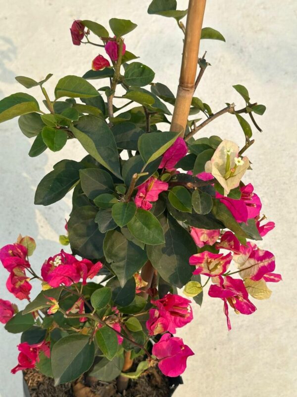 Vựa Hoa Giấy Miền Nam hoa-giay-doi-mau-an-do-2 Hoa giấy ấn độ ( hoa giấy đổi màu, chậu, cây giống, bonsai )  