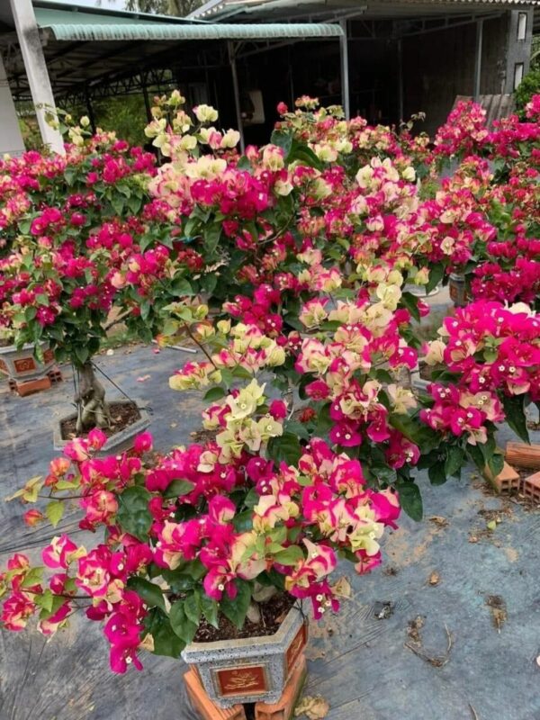 Vựa Hoa Giấy Miền Nam hoa-giay-doi-mau-an-do-3 Hoa giấy ấn độ ( hoa giấy đổi màu, chậu, cây giống, bonsai )  