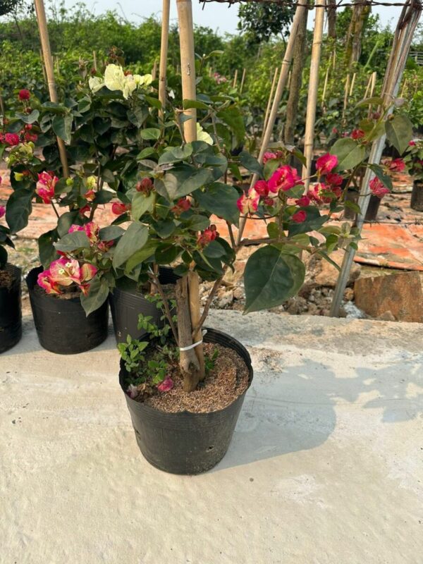Vựa Hoa Giấy Miền Nam hoa-giay-doi-mau-an-do-4 Hoa giấy ấn độ ( hoa giấy đổi màu, chậu, cây giống, bonsai )  