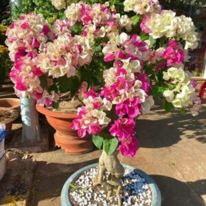 Hoa giấy ấn độ ( hoa giấy đổi màu, chậu, cây giống, bonsai ) Hoa giấy chậu