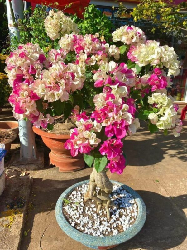 Vựa Hoa Giấy Miền Nam hoa-giay-doi-mau-an-do-5 Hoa giấy ấn độ ( hoa giấy đổi màu, chậu, cây giống, bonsai )  