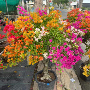Cây hoa giấy ngũ sắc Thái Lan Giấy công trình Hoa giấy chậu, hoa giấy leo cổng, hoa giấy công trình
