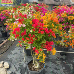 Cây hoa giấy nhiều màu (Hoa giấy ngũ sắc 5 màu) Giấy công trình Hoa giấy chậu, hoa giấy leo cổng, hoa giấy công trình