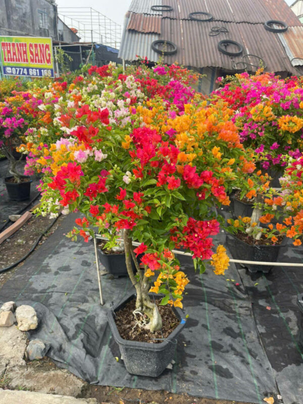 Cây hoa giấy nhiều màu (Hoa giấy ngũ sắc 5 màu) Giấy công trình Hoa giấy chậu, hoa giấy leo cổng, hoa giấy công trình