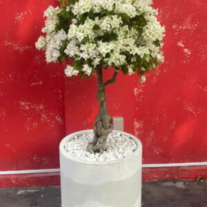 Hoa giấy màu trắng bonsai – leo giàn Hoa giấy bonsai Hoa giấy chậu, hoa giấy leo cổng, hoa giấy công trình