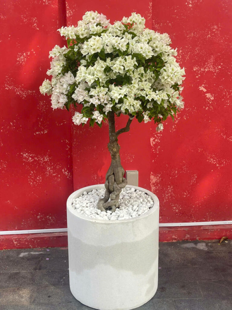 Hoa giấy ngũ sắc z6416383467964_500fcb8f8838735cb921cb609f8bb73d-768x1024 Cây hoa giấy cổ thụ mua ở đâu? Địa chỉ cung cấp hoa giấy thếp khủng, dáng đẹp, uy tín Loại cây hoa giấy Cây hoa giấy Hoa giấy ngũ sắc z6416383467964_500fcb8f8838735cb921cb609f8bb73d-768x1024 Cây hoa giấy cổ thụ mua ở đâu? Địa chỉ cung cấp hoa giấy thếp khủng, dáng đẹp, uy tín Loại cây hoa giấy Cây hoa giấy