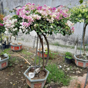Hoa giấy hồng gân bonsai Hoa giấy chậu Hoa giấy chậu, hoa giấy leo cổng, hoa giấy công trình