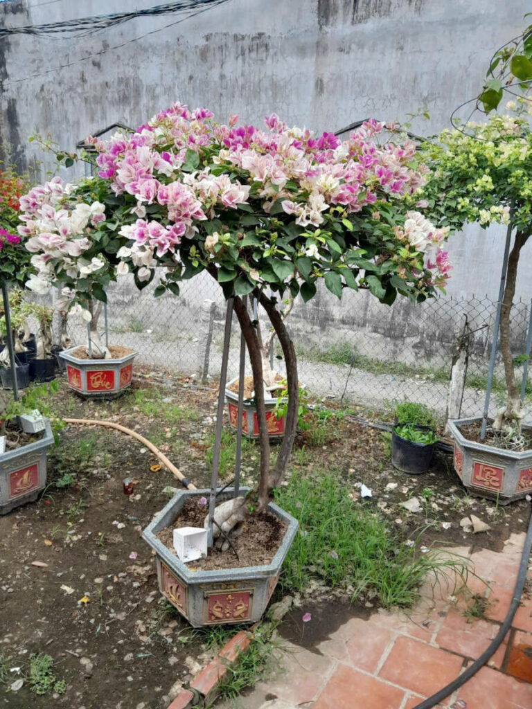 Cung cấp cây hoa giấy leo cổng, trồng hàng rào, công trình tại Phan Thiết- Mũi Né Địa chỉ bán hoa giấy Dịch vụ trồng cây hoa giấy  