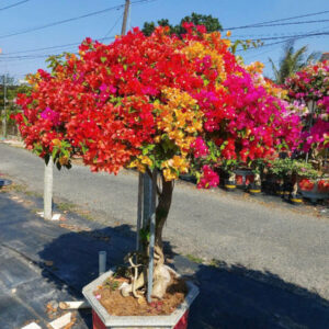 Hoa giấy ngũ sắc bonsai- hoa giấy Thái 5 màu ( màu đỏ, hồng, cam, trắng, vàng) Hoa giấy bonsai Hoa giấy chậu, hoa giấy leo cổng, hoa giấy công trình