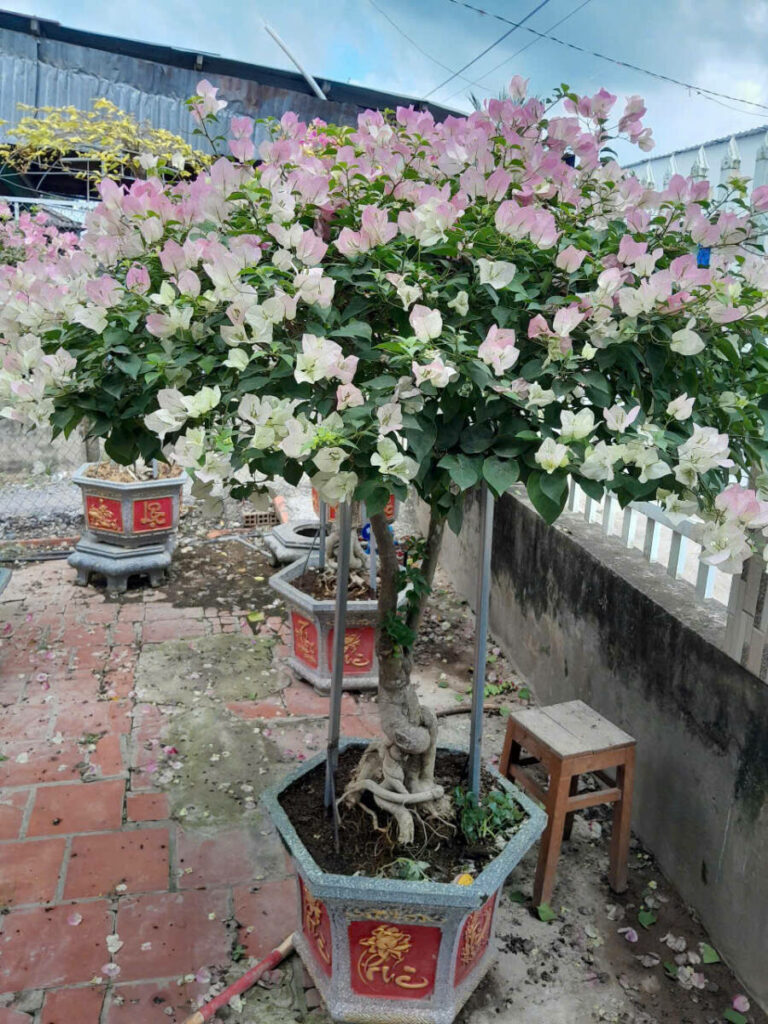 Hoa giấy ngũ sắc z6416455223091_1bc0bde6a55deab7b4623a3dd3950d2d-768x1024 Cây hoa giấy cổ thụ mua ở đâu? Địa chỉ cung cấp hoa giấy thếp khủng, dáng đẹp, uy tín Loại cây hoa giấy Cây hoa giấy Hoa giấy ngũ sắc z6416455223091_1bc0bde6a55deab7b4623a3dd3950d2d-768x1024 Cây hoa giấy cổ thụ mua ở đâu? Địa chỉ cung cấp hoa giấy thếp khủng, dáng đẹp, uy tín Loại cây hoa giấy Cây hoa giấy