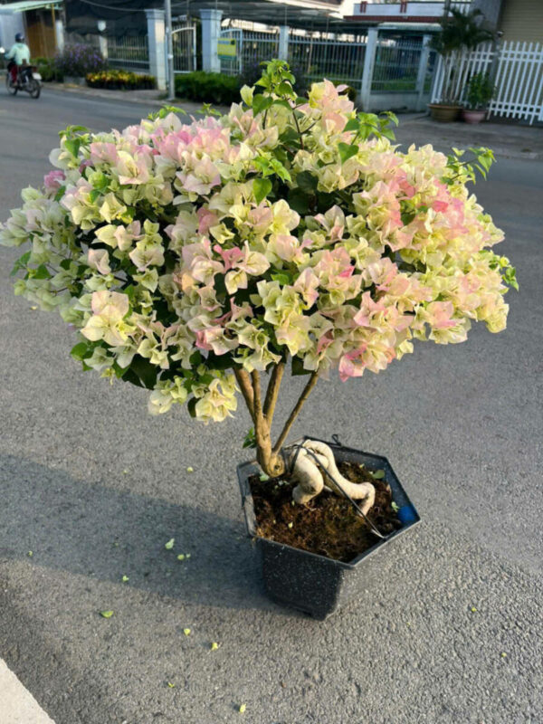 Cây Hoa Giấy Hồng Gân ( hoa giấy trắng tuyết – Nhật Bản ) Giấy công trình Hoa giấy chậu, hoa giấy leo cổng, hoa giấy công trình 2