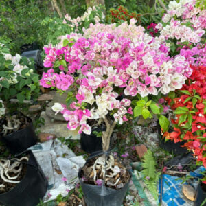Hoa giấy chơi Tết (bông giấy trưng Tết) Hoa giấy bonsai Hoa giấy chậu, hoa giấy leo cổng, hoa giấy công trình