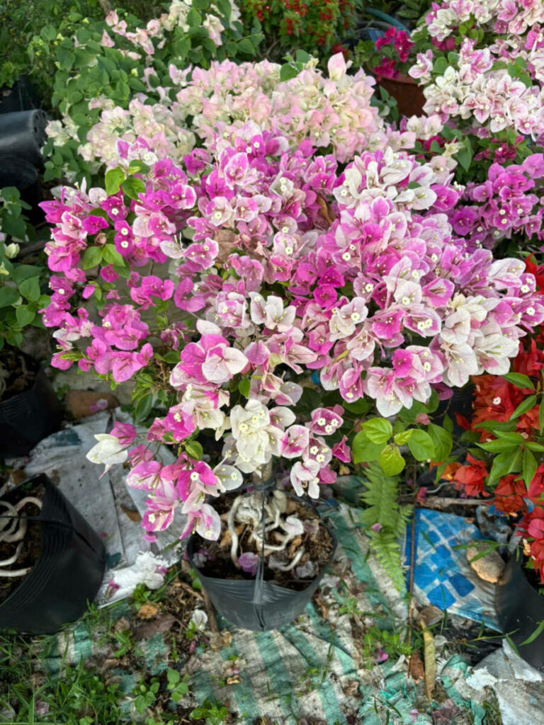Cung cấp cây hoa giấy leo cổng, trồng hàng rào, công trình tại Phan Thiết- Mũi Né Địa chỉ bán hoa giấy Dịch vụ trồng cây hoa giấy  