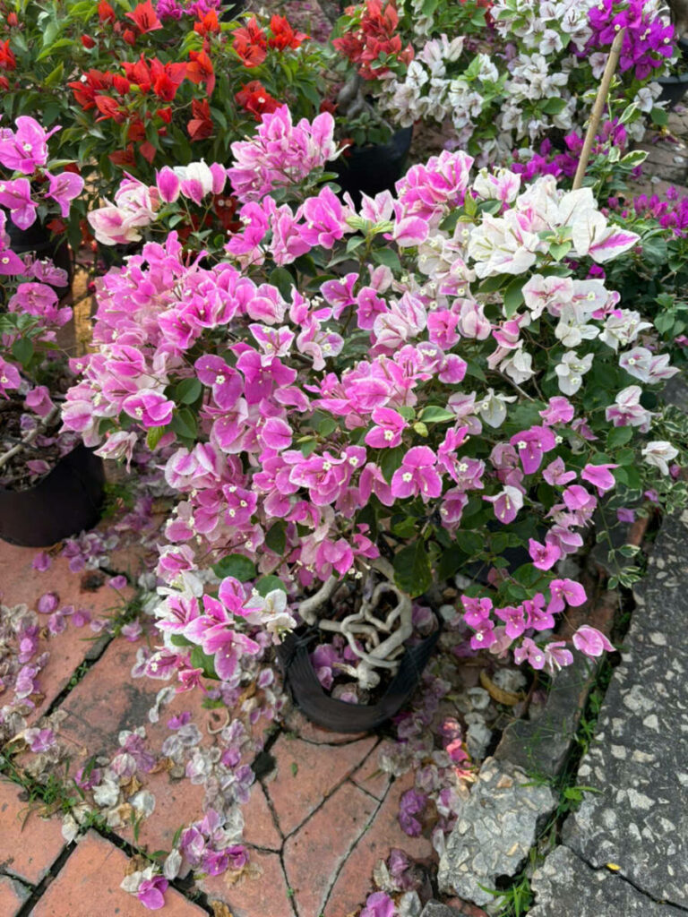 Hoa giấy ngũ sắc z6416499596778_cf352b58284edb8c474245ae95d38a3b-768x1024 Cửa hàng bán cây hoa giấy ở đâu gần đây? Địa chỉ cung cấp hoa giấy uy tín, số lượng lớn Địa chỉ bán hoa giấy Dịch vụ trồng cây hoa giấy Loại cây hoa giấy  