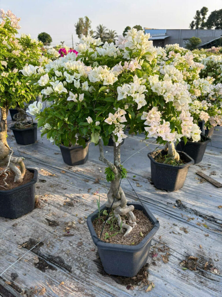 Hoa giấy ngũ sắc z6416499889015_7a7b018860068d22d4781ca80aec816c-768x1024 Cửa hàng bán cây hoa giấy ở đâu gần đây? Địa chỉ cung cấp hoa giấy uy tín, số lượng lớn Địa chỉ bán hoa giấy Dịch vụ trồng cây hoa giấy Loại cây hoa giấy  