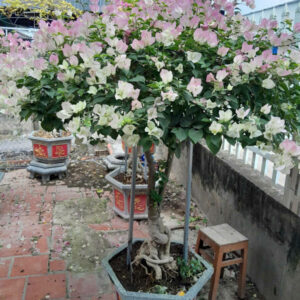 Hoa giấy phớt hồng sakura bonsai Giấy công trình Hoa giấy chậu, hoa giấy leo cổng, hoa giấy công trình