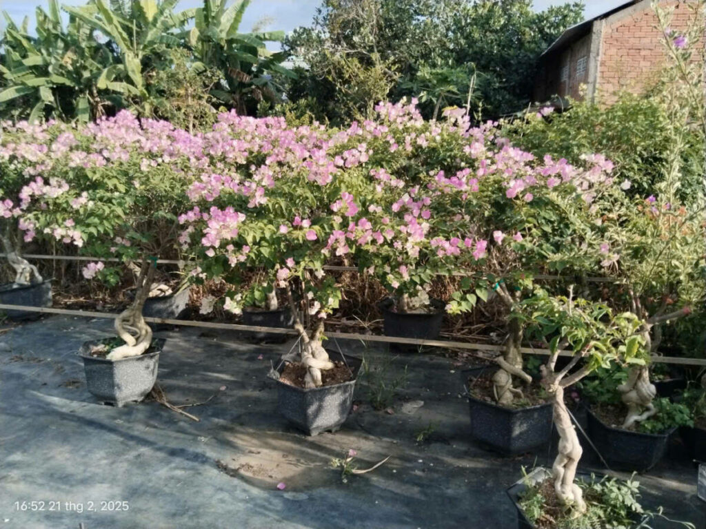 Cung cấp cây hoa giấy leo cổng, trồng hàng rào, công trình tại Phan Thiết- Mũi Né Địa chỉ bán hoa giấy Dịch vụ trồng cây hoa giấy  