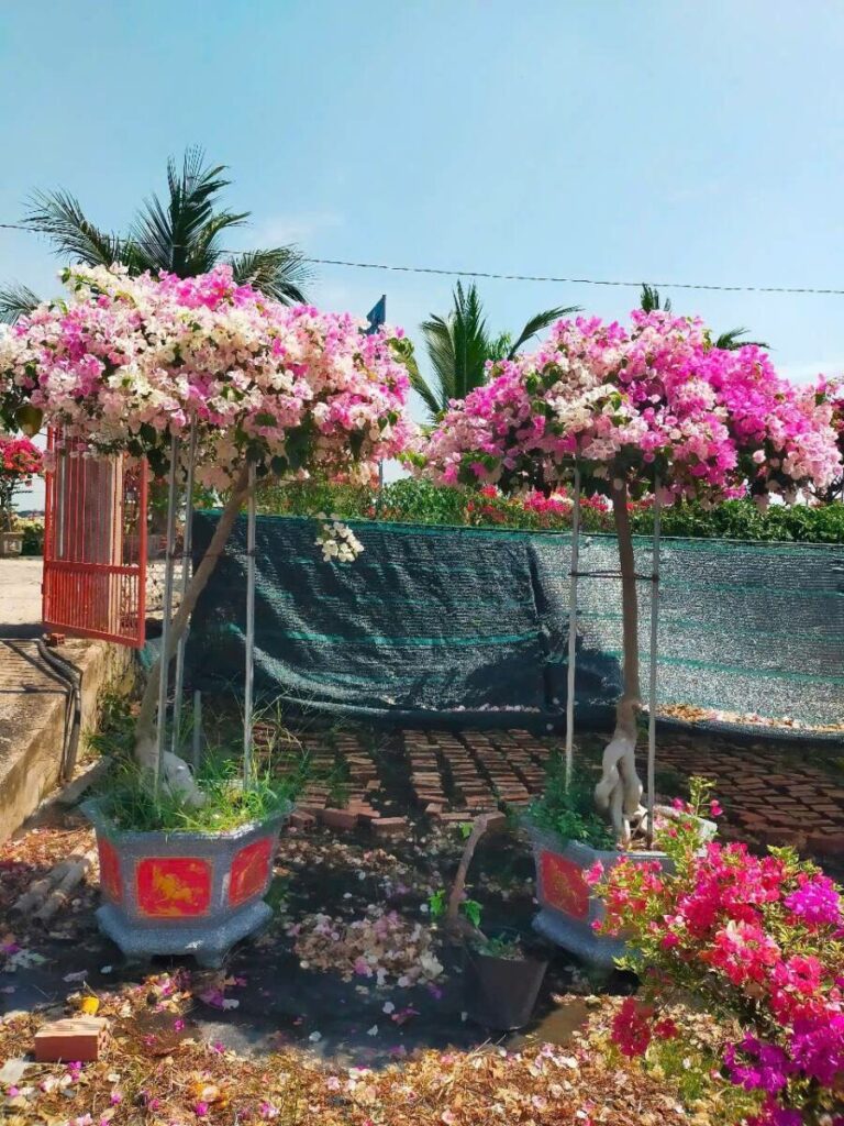 Cây hoa giấy cao 3m (Đỏ, Cam, Trắng, Vàng, Ngũ Sắc)  