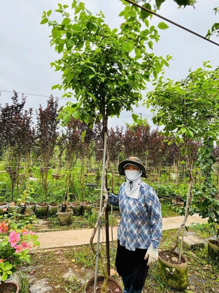 Cây hoa giấy cao 3m (Đỏ, Cam, Trắng, Vàng, Ngũ Sắc)  