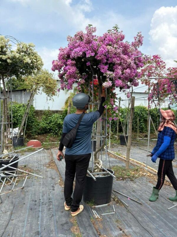 Cây hoa giấy cao 3m (Đỏ, Cam, Trắng, Vàng, Ngũ Sắc) Hoa giấy chậu Hoa giấy chậu, hoa giấy leo cổng, hoa giấy công trình 5