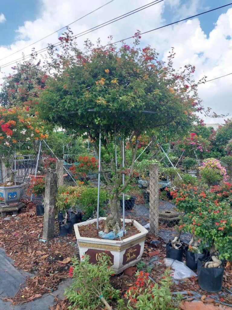 Cây hoa giấy cao 3m (Đỏ, Cam, Trắng, Vàng, Ngũ Sắc)  