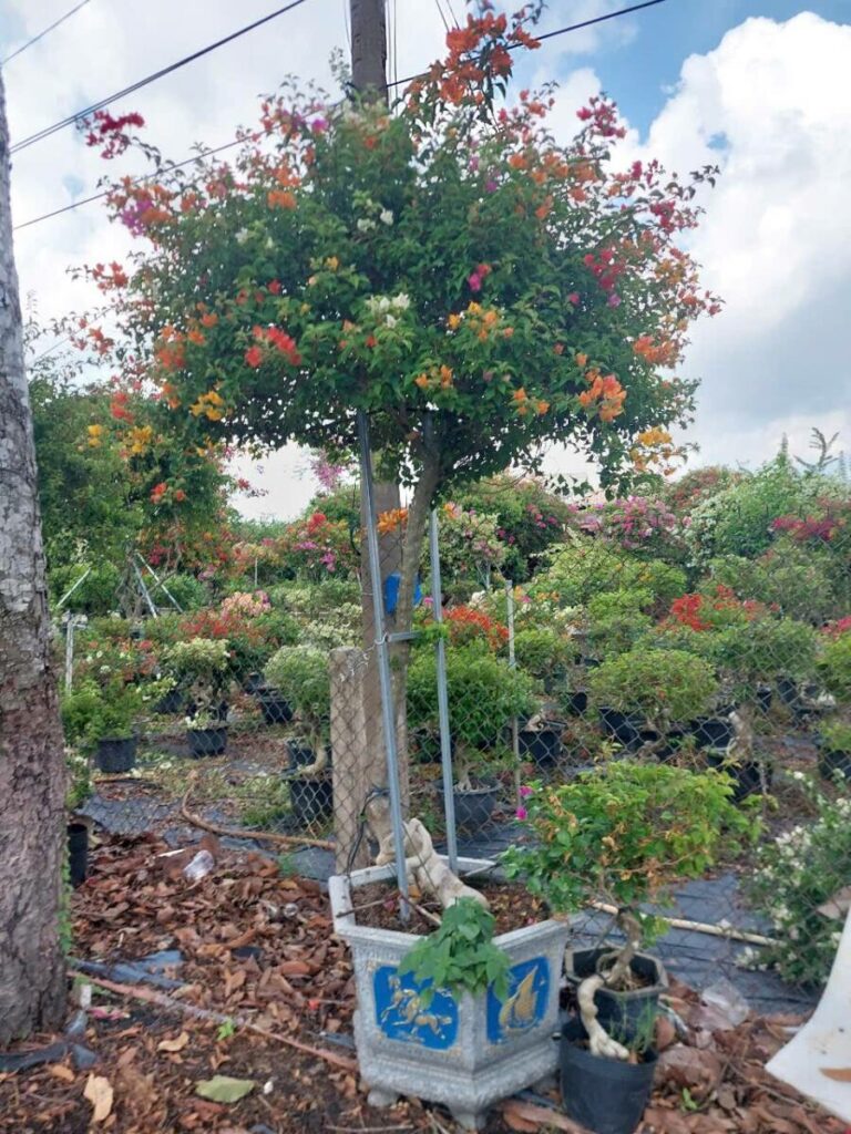 Cây hoa giấy cao 3m (Đỏ, Cam, Trắng, Vàng, Ngũ Sắc)  