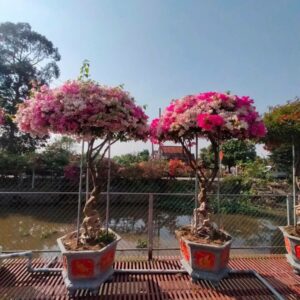 Cây hoa giấy cao 3m (Đỏ, Cam, Trắng, Vàng, Ngũ Sắc) Hoa giấy chậu Hoa giấy chậu, hoa giấy leo cổng, hoa giấy công trình