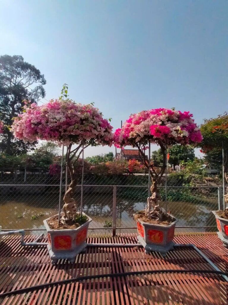 Cây hoa giấy cao 3m (Đỏ, Cam, Trắng, Vàng, Ngũ Sắc)  