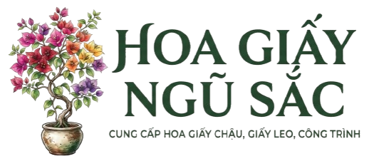 Hoa giấy ngũ sắc
